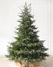 Árvore de Natal Abeto Europeu