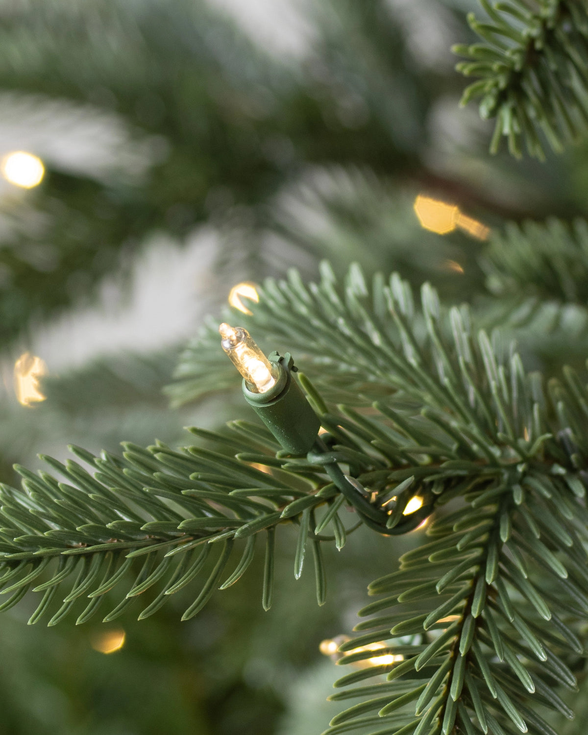 Árvore de Natal Abeto Europeu