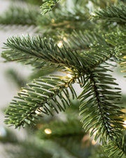 Árvore de Natal Abeto Europeu