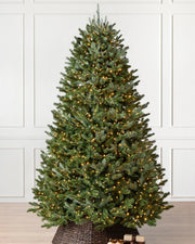 Árvore de Natal Abeto Fraser Imperial