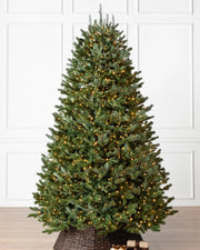 Árvore de Natal Abeto Fraser Imperial