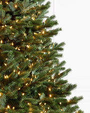 Árvore de Natal Abeto Fraser Imperial