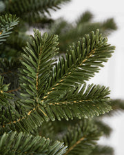 Árvore de Natal Abeto Fraser Imperial