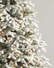 Árvore de Natal Abeto Fraser Nevado