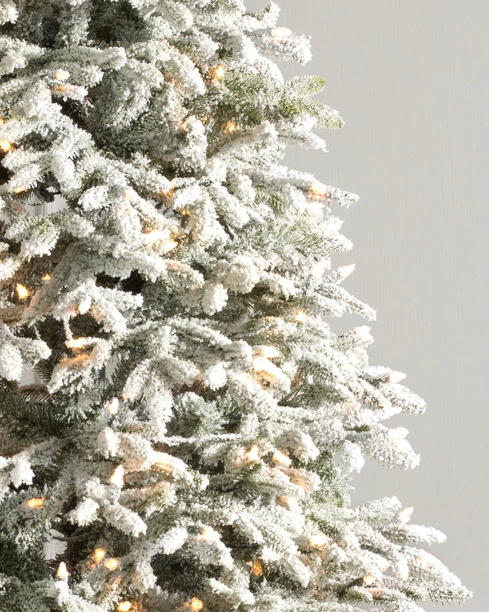 Árvore de Natal Abeto Fraser Nevado