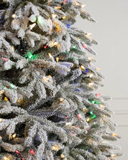 Árvore de Natal Abeto Fraser Nevado
