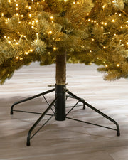 Árvore de Natal Abeto Golden Aspen Estate