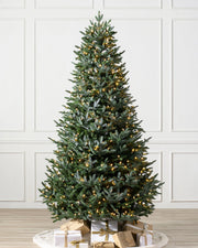 Árvore de Natal Abeto Prateado Europeu