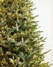 Árvore de Natal Abeto Prateado Europeu