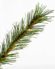 Árvore de Natal Grande Abeto Norueguês