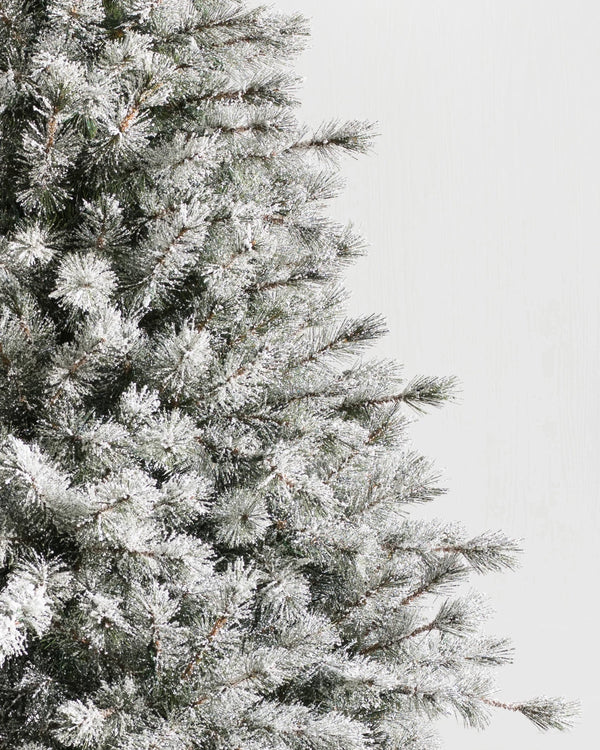 Árvore de Natal Pinheiro Açucarado Nevado