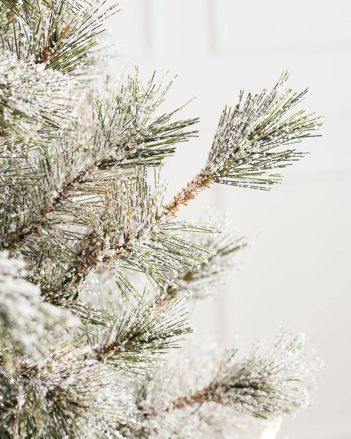 Árvore de Natal Pinheiro Açucarado Nevado